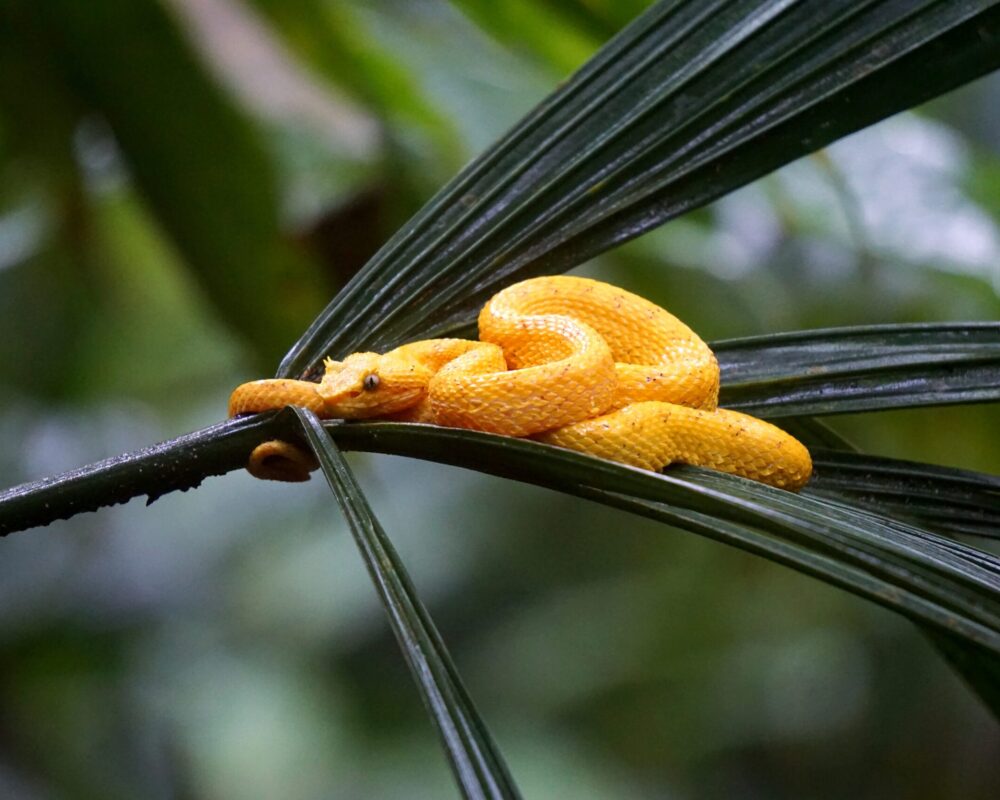 gandoca manzanillo snake