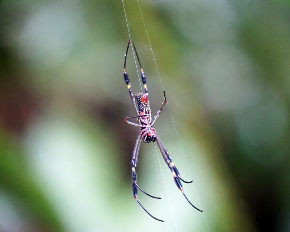 gandoca manzanillo spider
