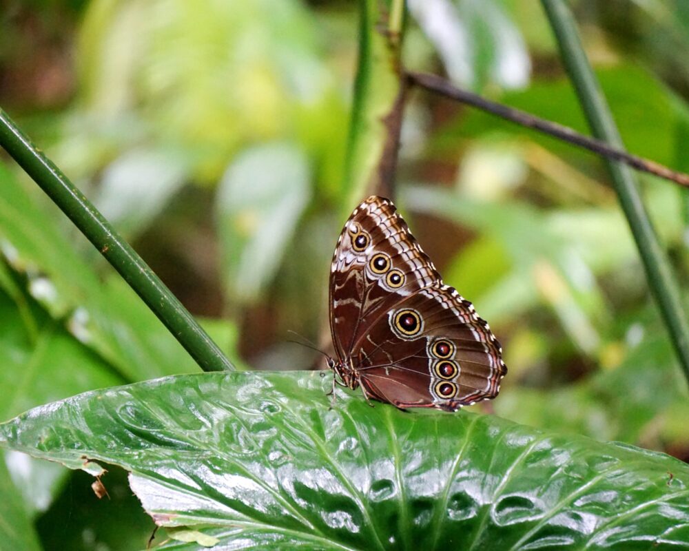 gandoca manzanillo butterfly
