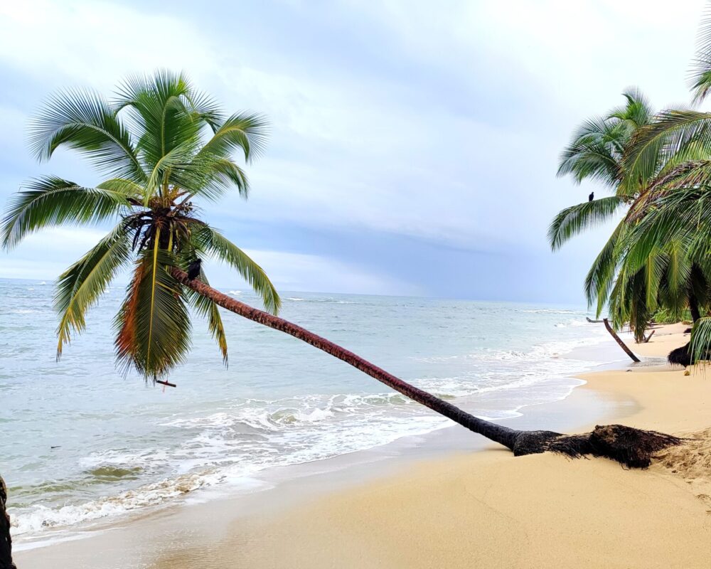 palm trees Punta Uva