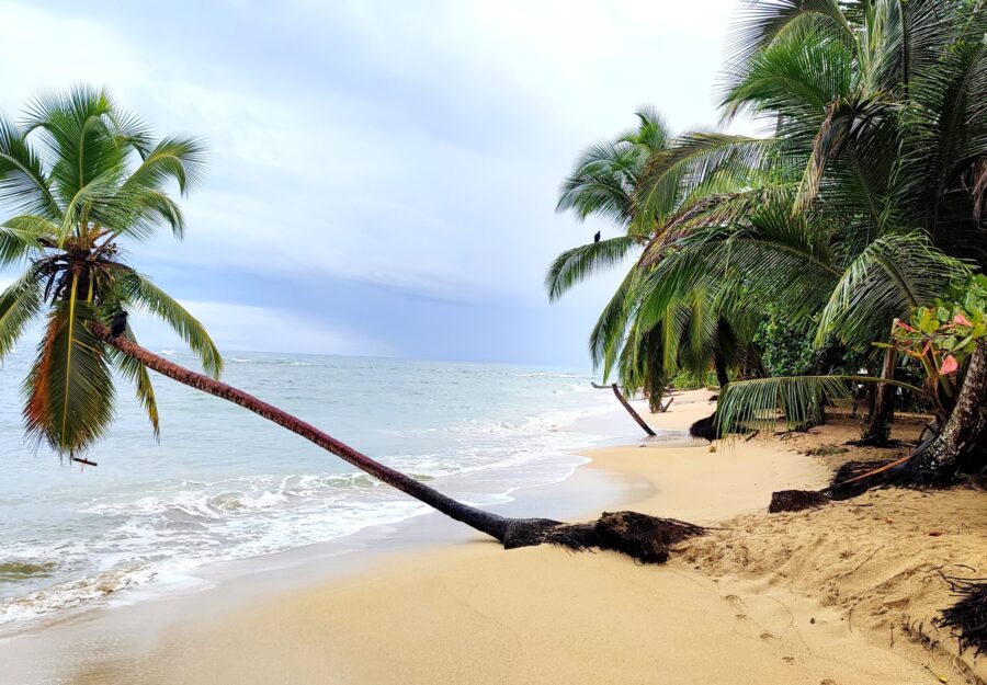 palm tree punta uva beach