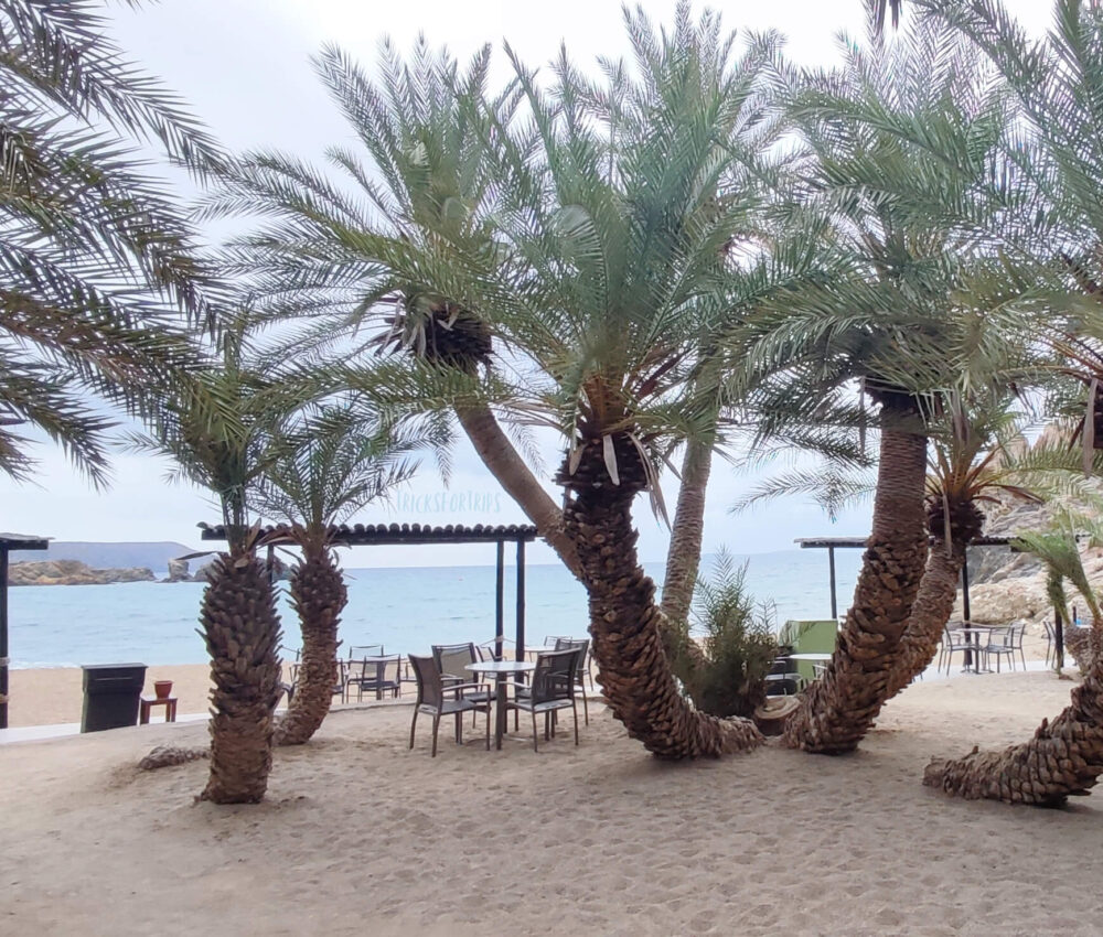 Vai Beach palm trees - TricksForTrips