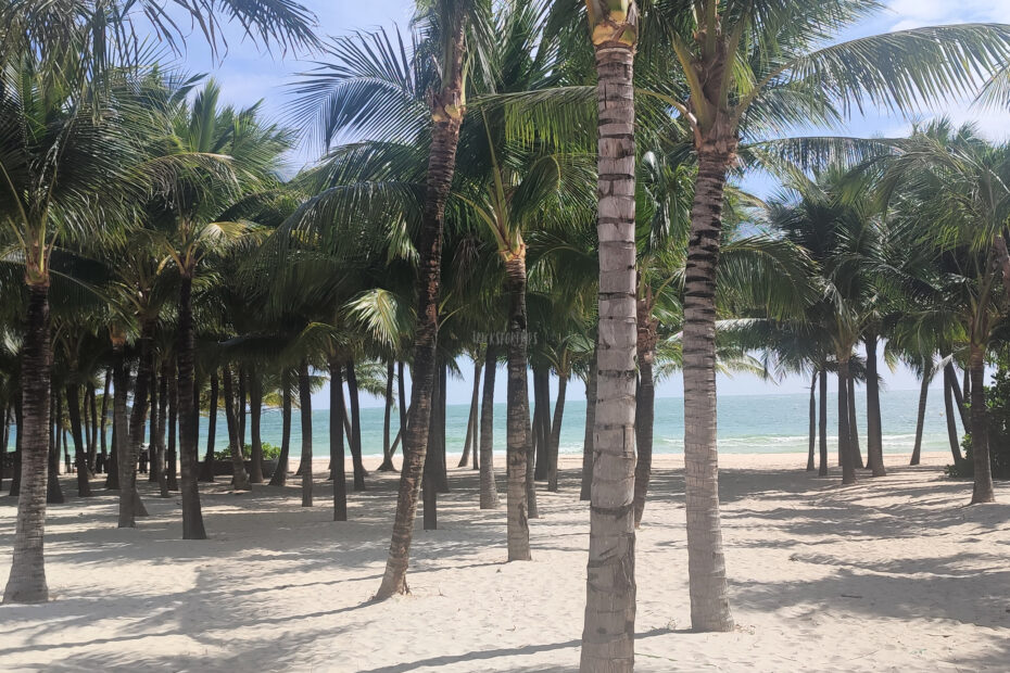 Khem Beach palm trees - TricksForTrips