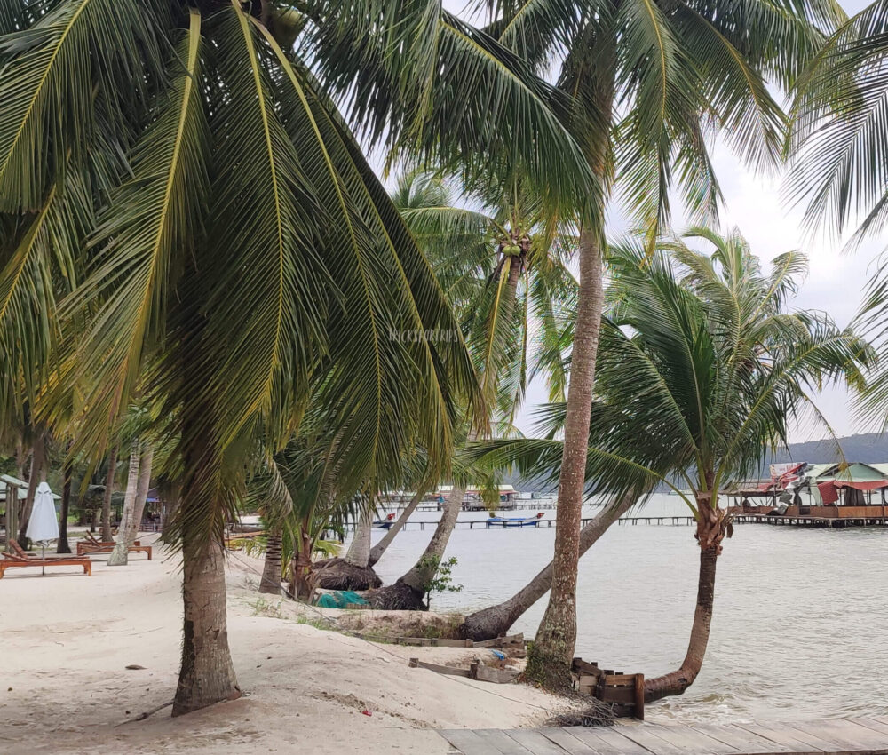 Starfish Beach Phu Quoc palm trees - TricksForTrips