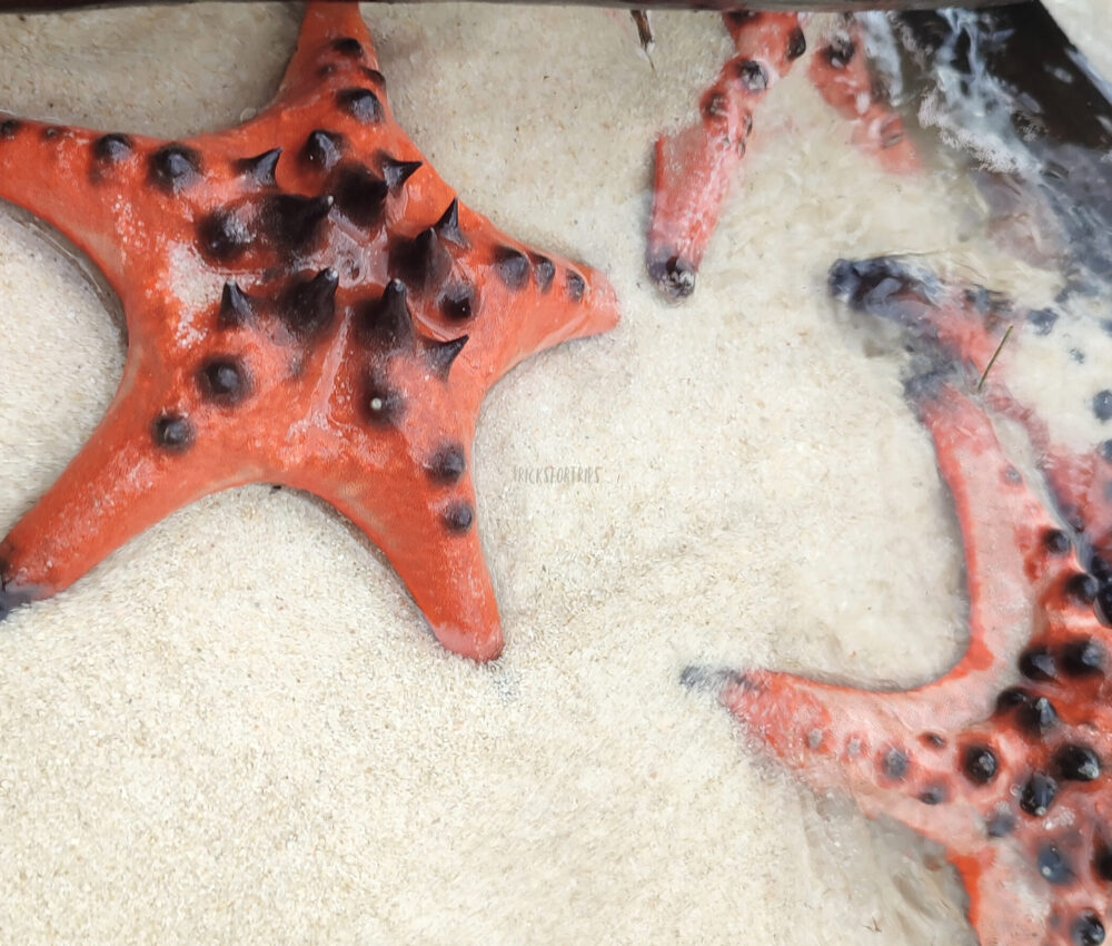 Starfish Beach - TricksForTrips