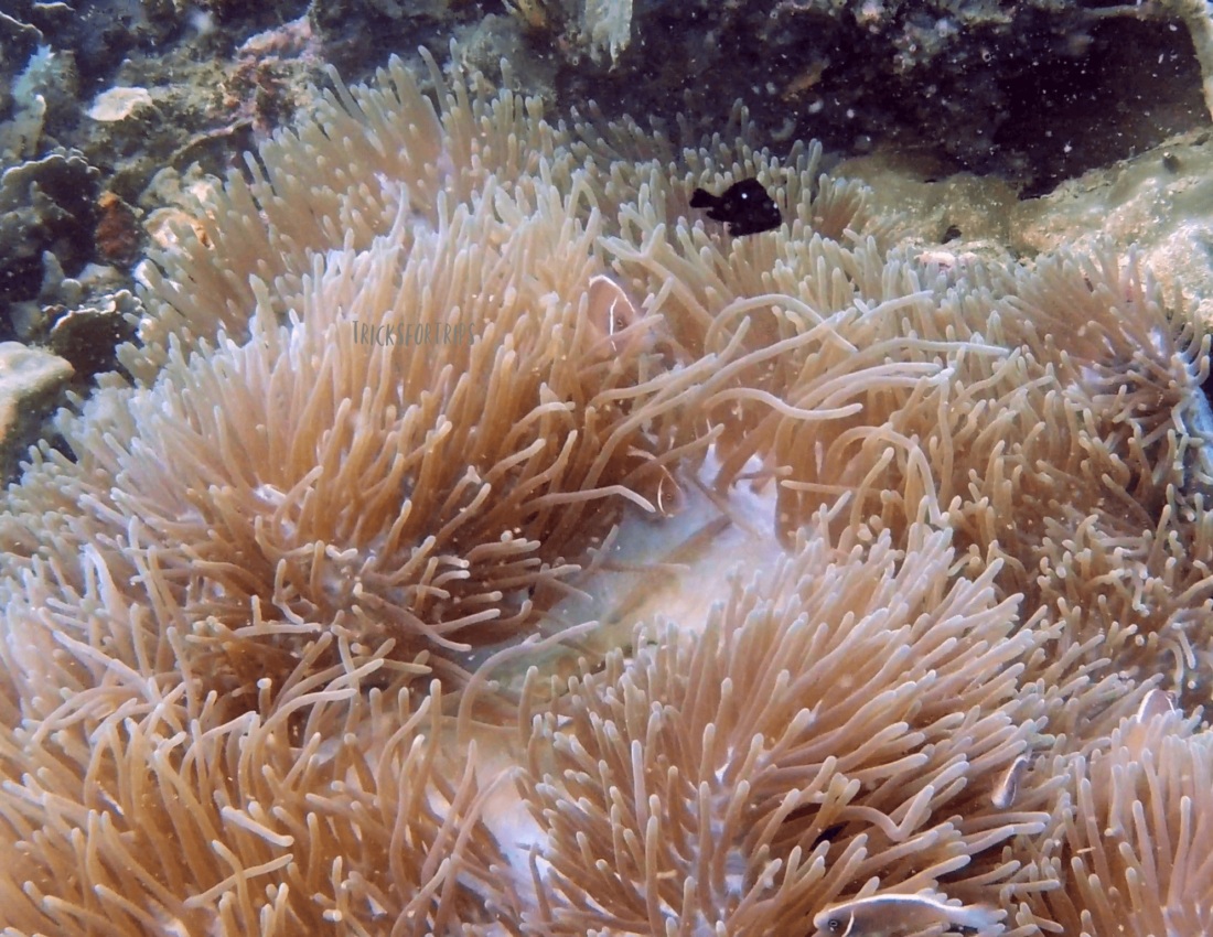 diving in phu quoc - clownfish - TricksForTrips