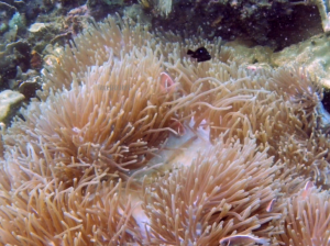 diving in phu quoc - clownfish - TricksForTrips