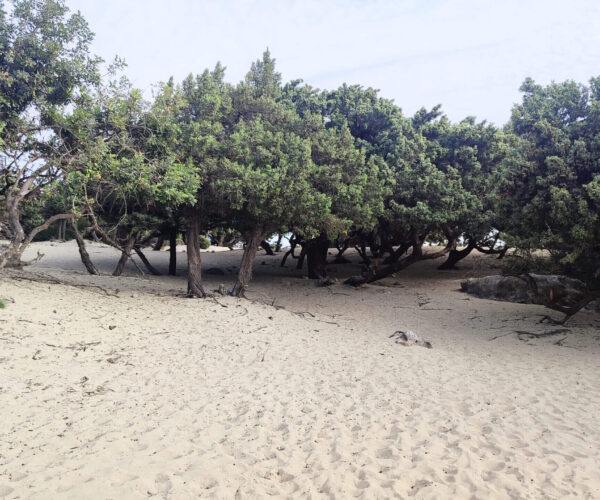 Kedrodasos beach trees - tricksfortrips