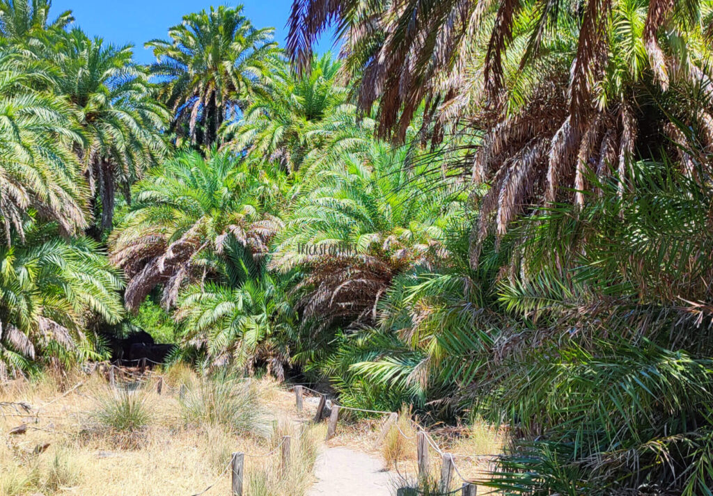 Preveli palm grove Crete - TricksForTrips