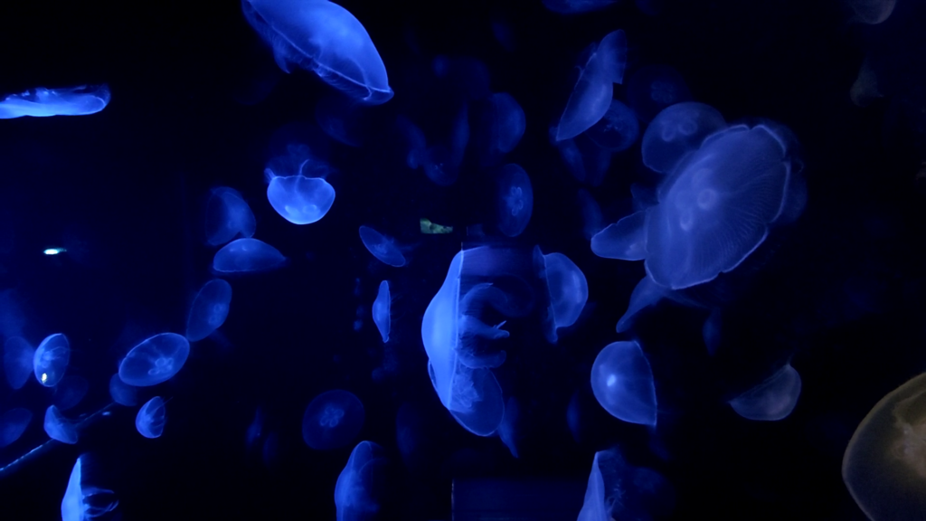 CretAquarium jellyfish - TricksForTrips