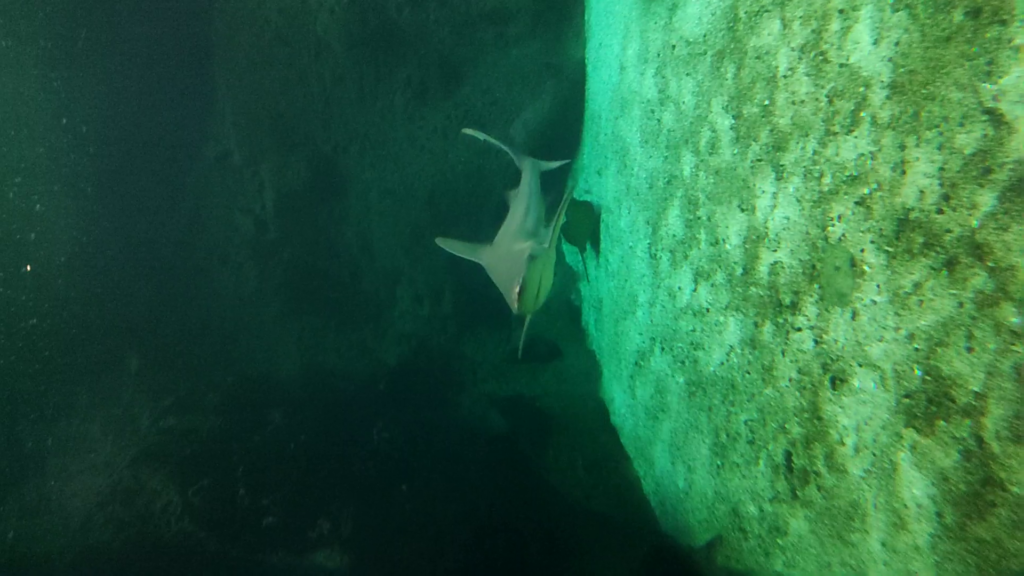 Shark cretAquarium Crete - TricksForTrips