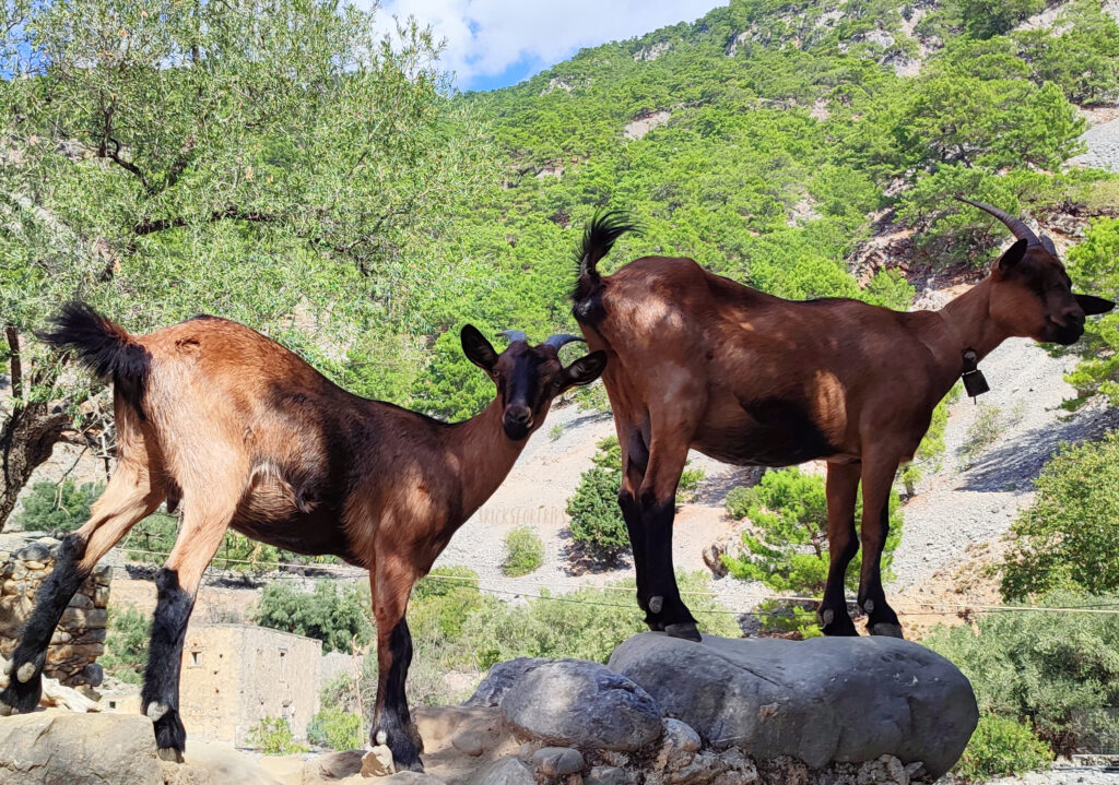 Kri-kri goats - Samaria Gorge - TricksForTrips