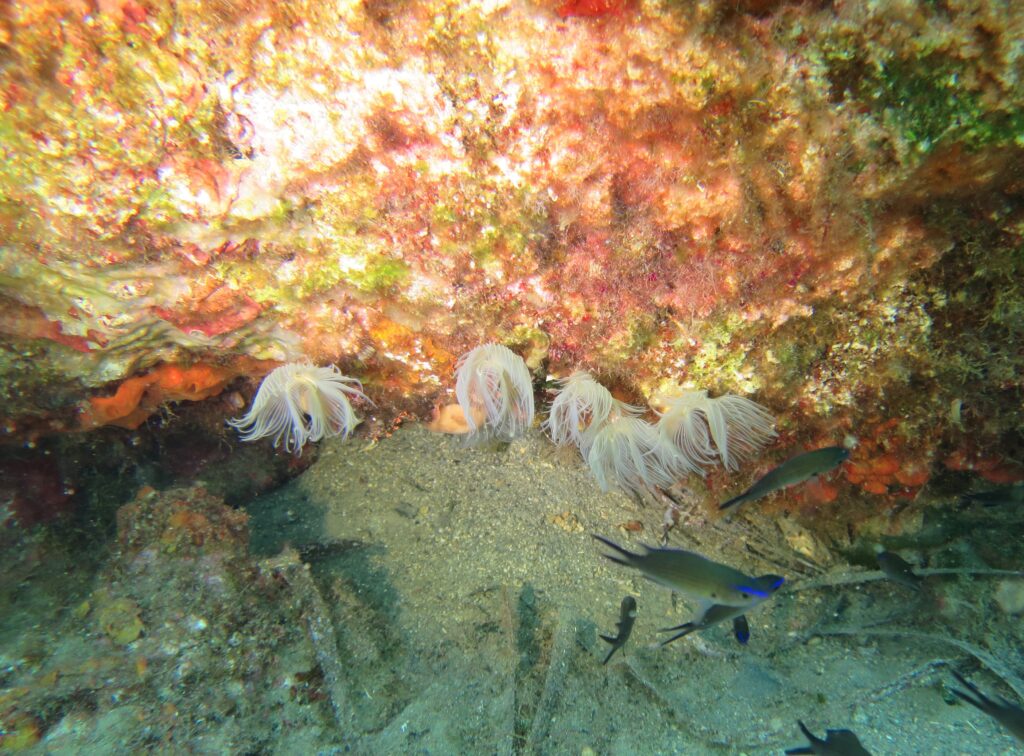 tube worms Crete - TricksForTrips