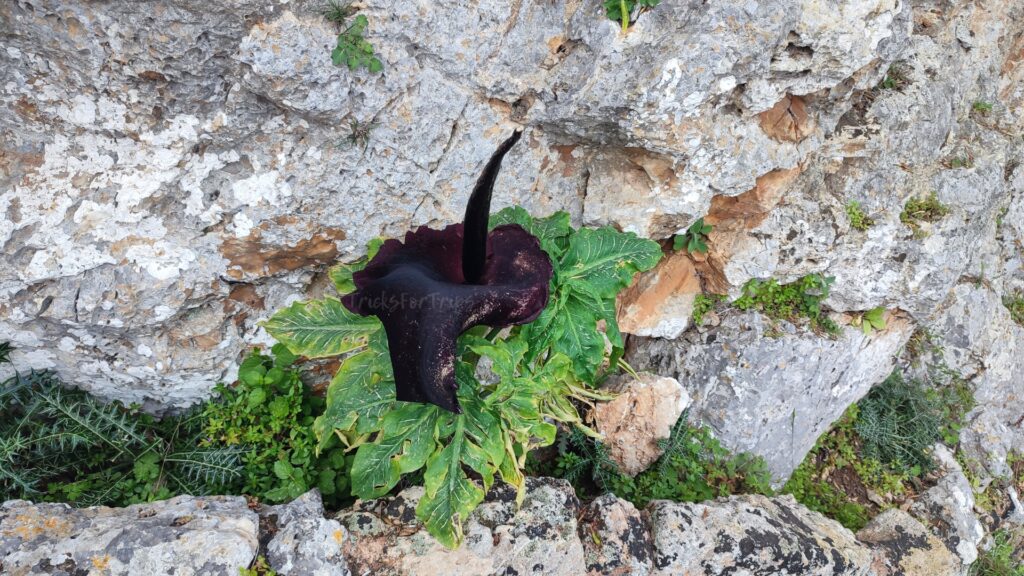 Dracunculus vulgaris in Katholiko monastery Crete - TricksForTrips