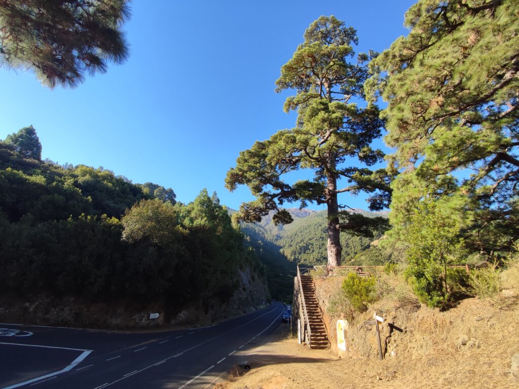 Pino Cruz del Castillo La Palma - TricksForTrips