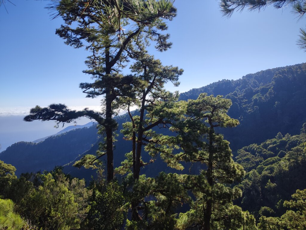 Mirador de Los Poleos La Palma - TricksForTrips