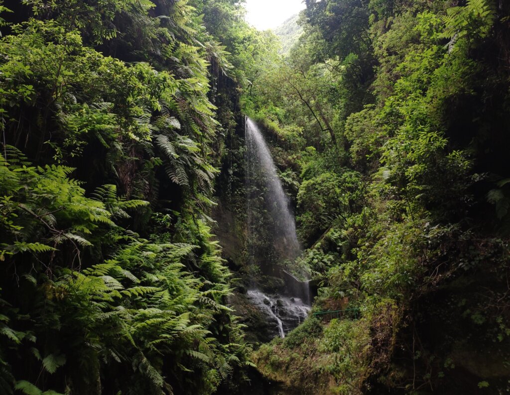 Cascada de Los Tilos La Palma - TricksForTrips