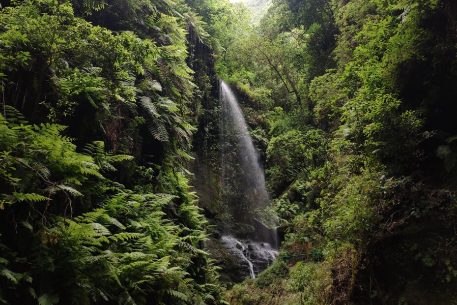 Cascada de Los Tilos La Palma - TricksForTrips