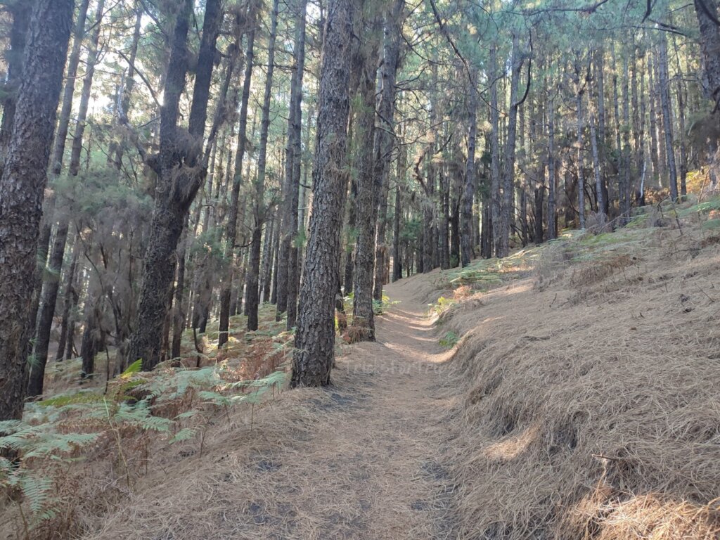 Ruta de los volcanes La Palma pinar principio - TricksForTrips