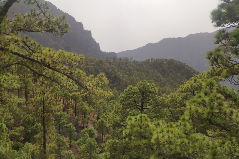 Mirador de La Cumbrecita - La Palma - TricksForTrips