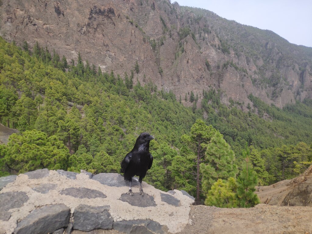 Caldera de Taburiente - La Palma - TricksForTrips