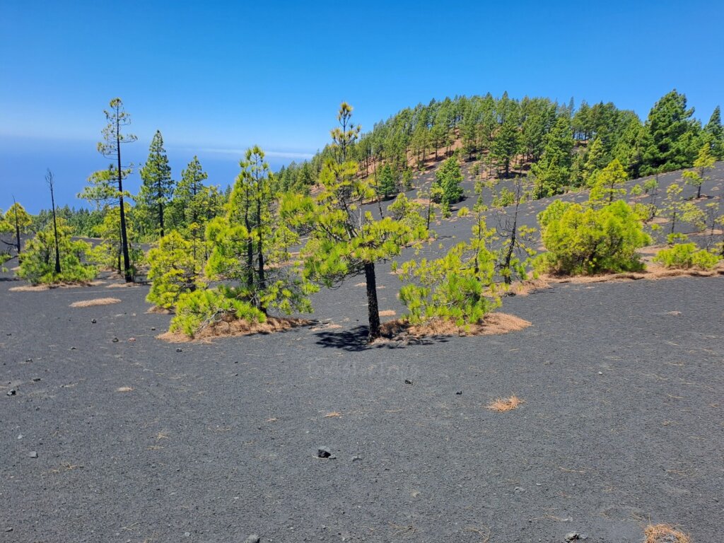 Ruta de los volcanes Trees and volcanic sand - TricksForTrips