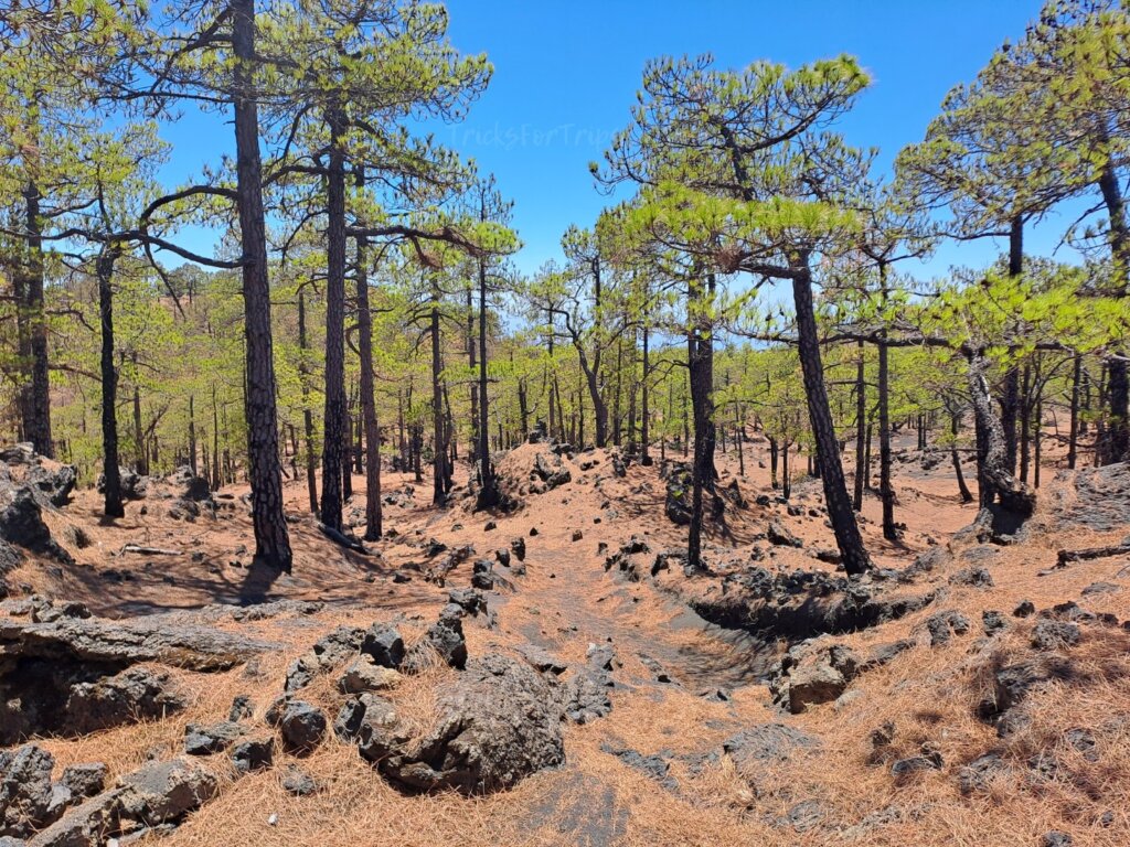 Ruta de los volcanes last pine tree forest - TricksForTrips